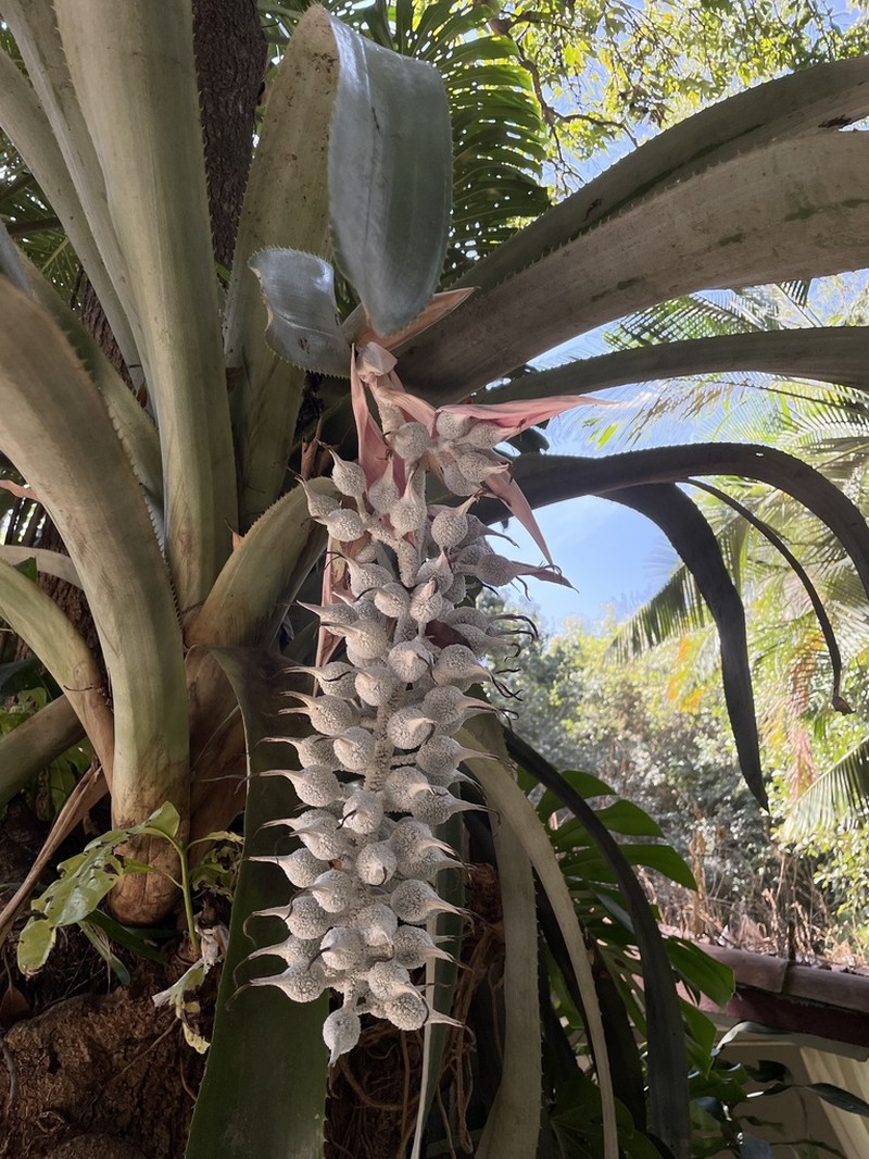 Aechmea mcvaughii