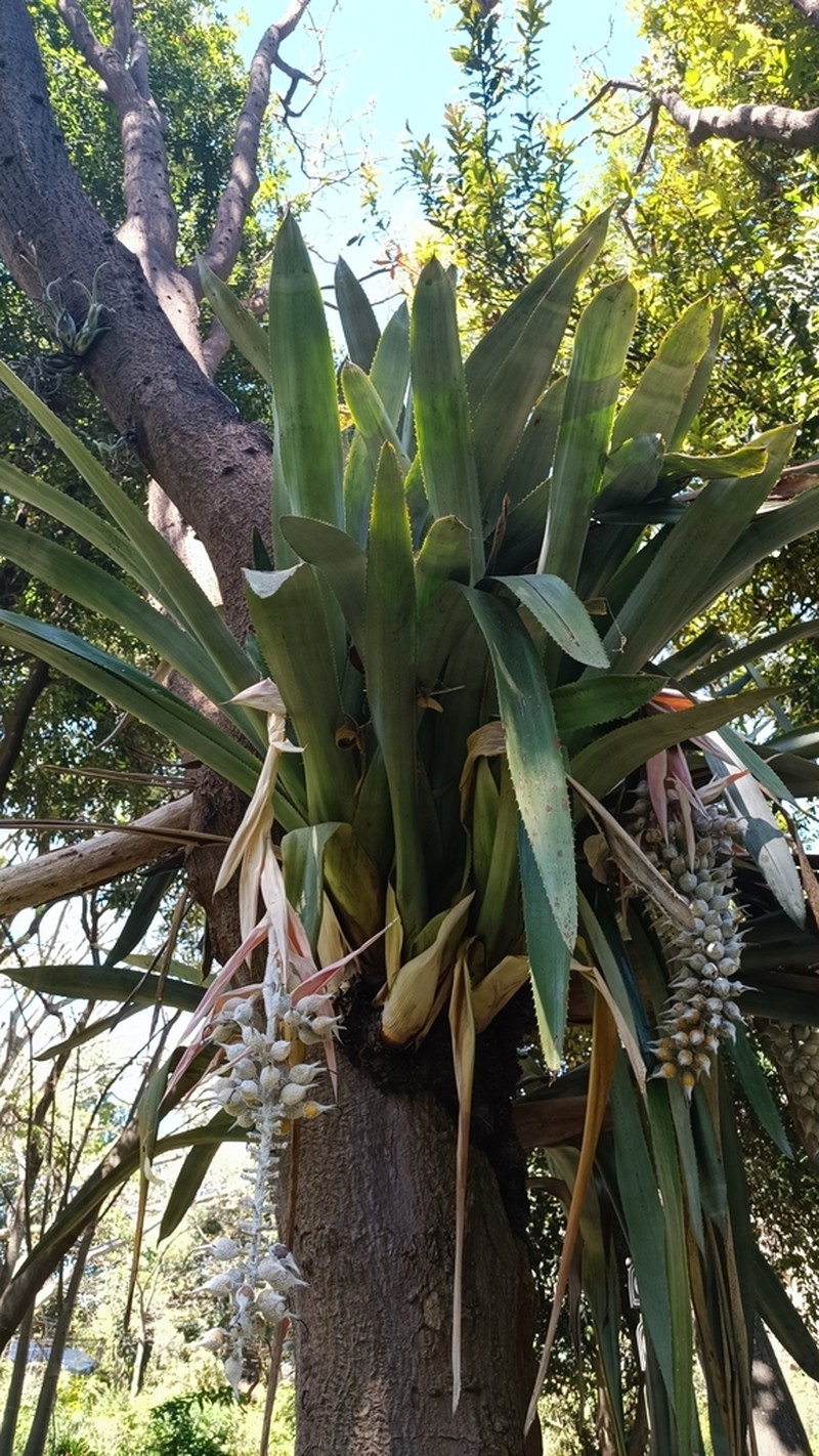Aechmea mcvaughii photo 2