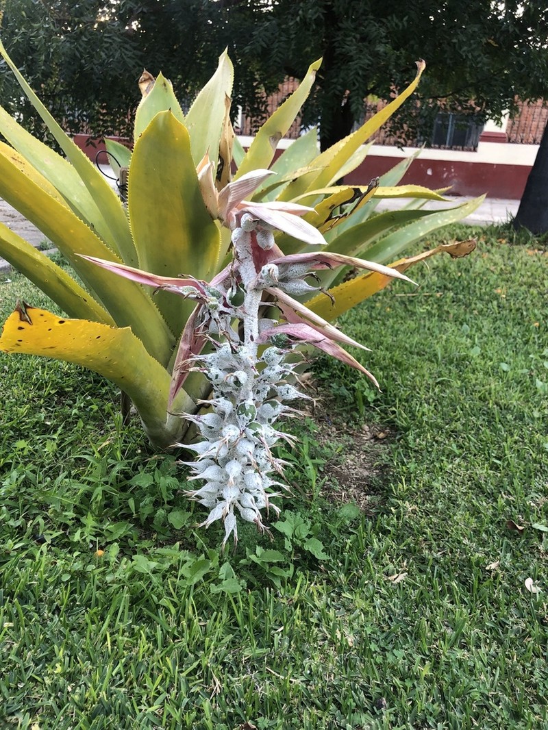 Aechmea mcvaughii photo 3