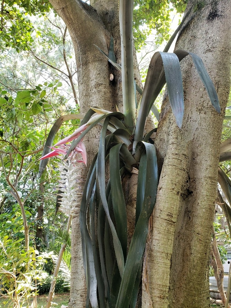 Aechmea mcvaughii photo 4