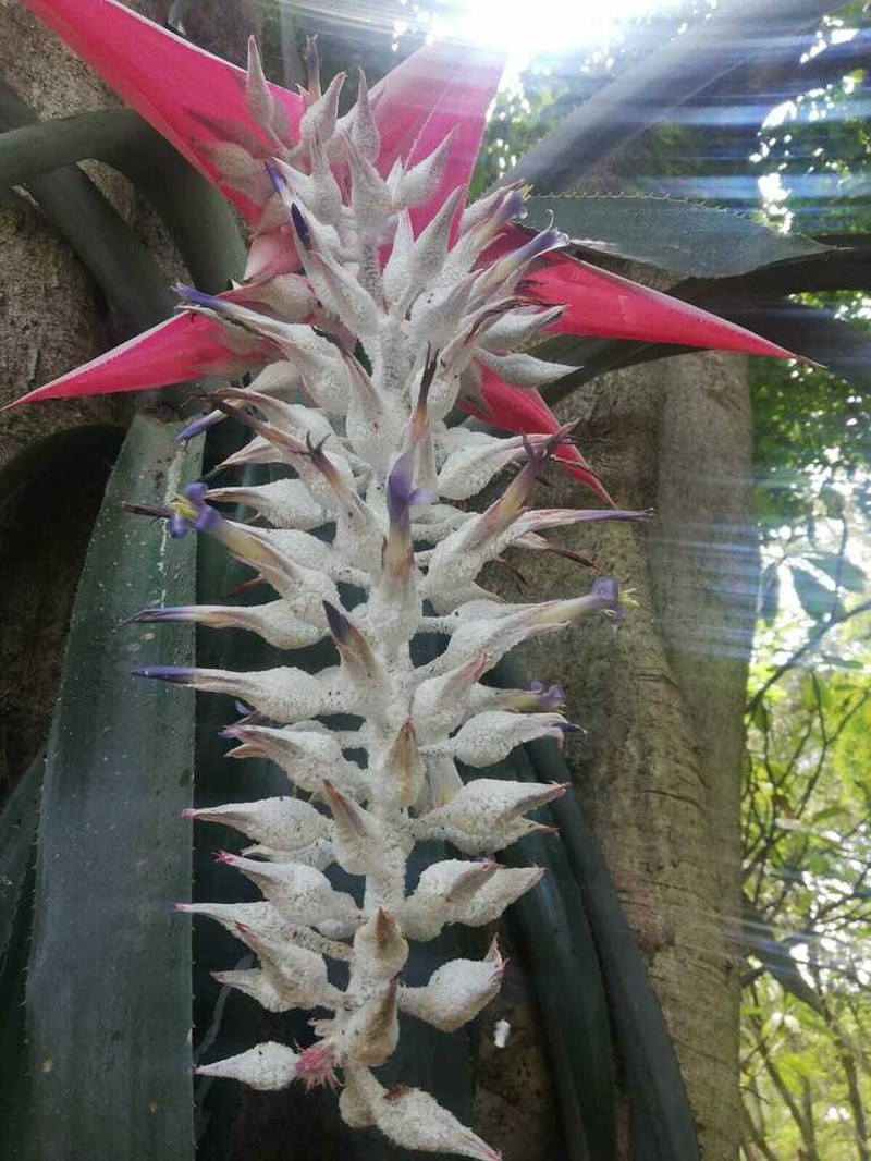 Aechmea mcvaughii photo 6