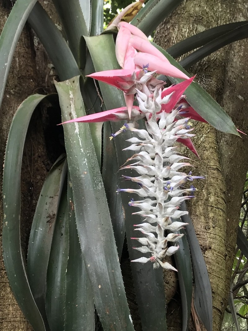 Aechmea mcvaughii photo 7
