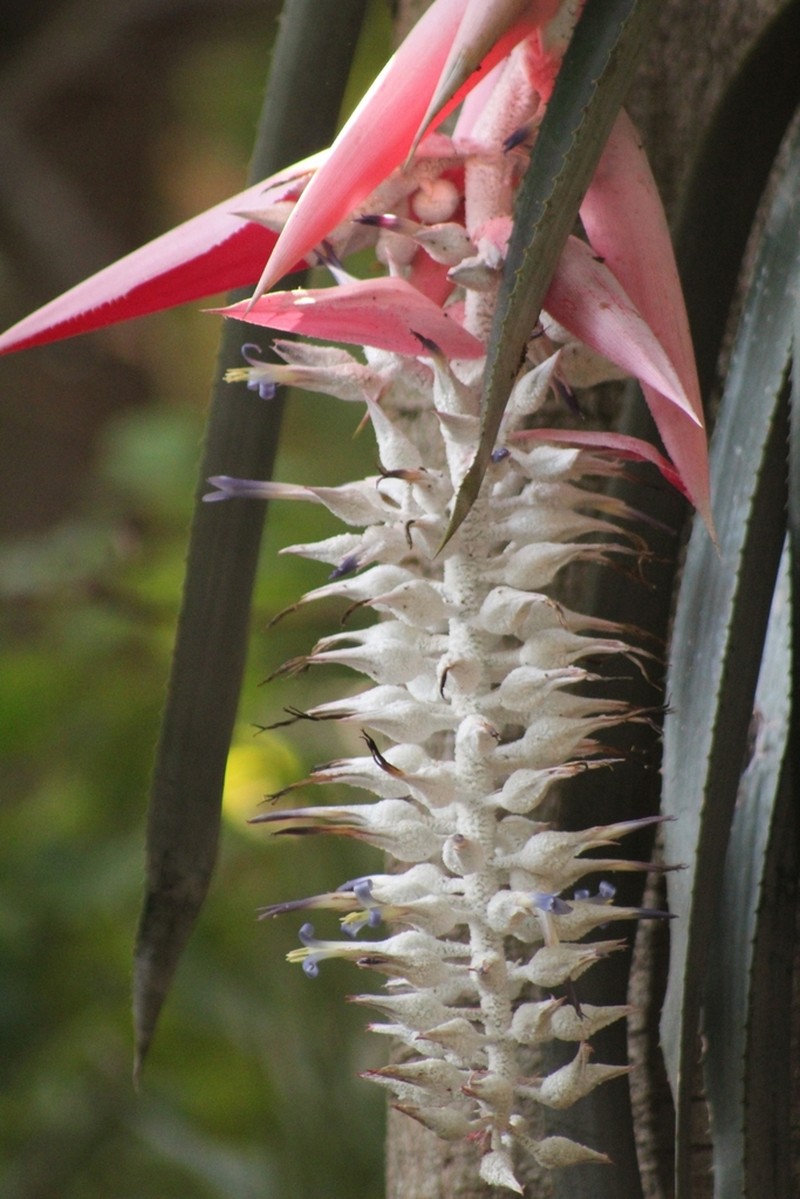 Aechmea mcvaughii photo 8