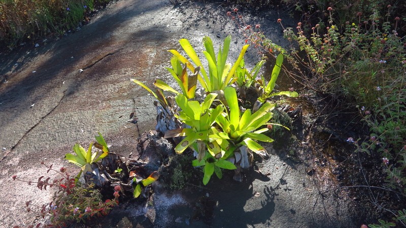 Aechmea melinonii