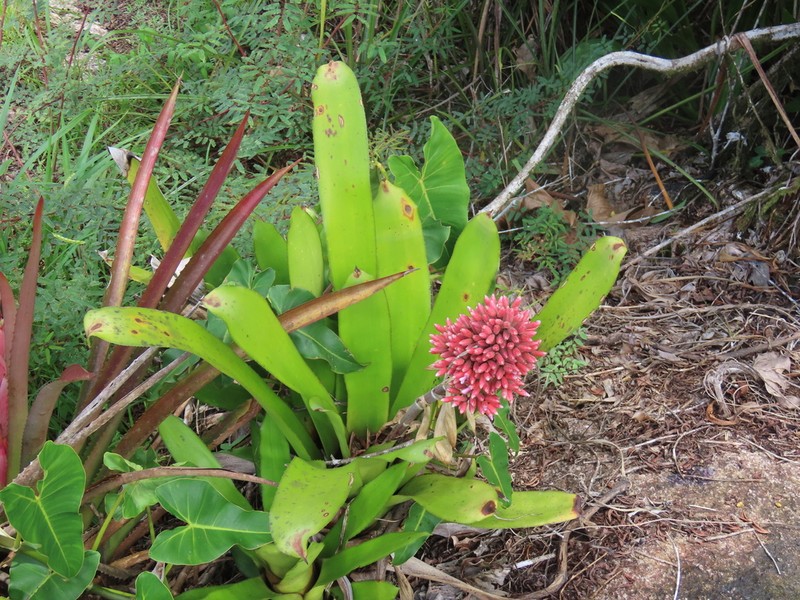 Aechmea melinonii photo 2