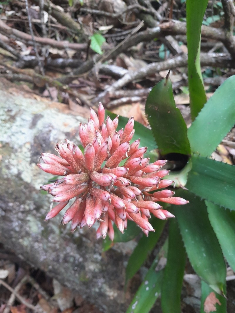 Aechmea melinonii photo 3