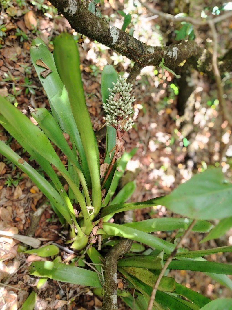 Aechmea melinonii photo 4