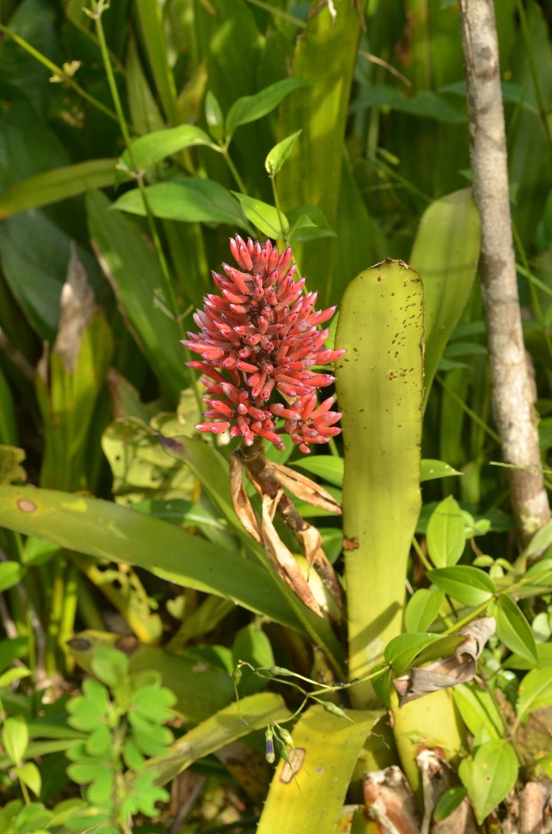 Aechmea melinonii photo 5