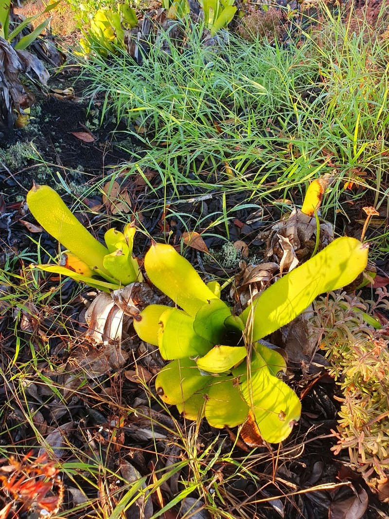 Aechmea melinonii photo 6