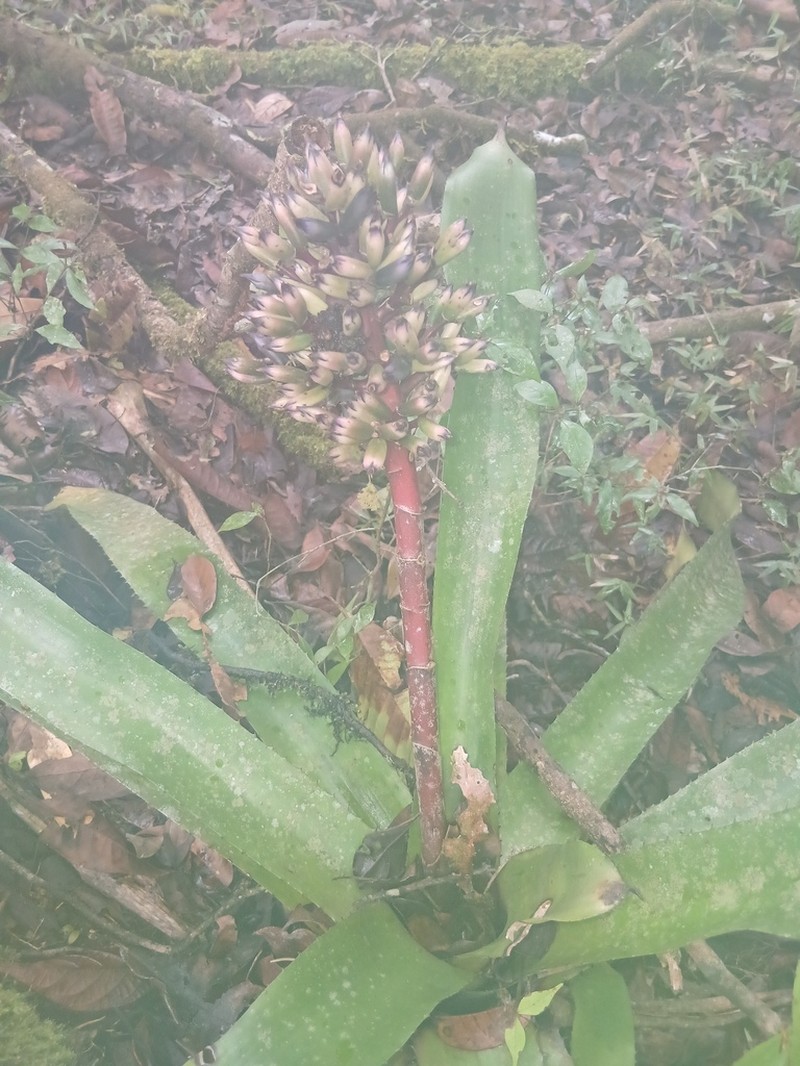 Aechmea melinonii photo 7