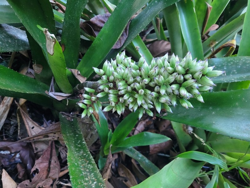 Aechmea melinonii photo 8