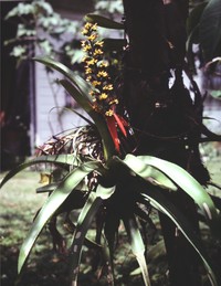 Aechmea mertensii