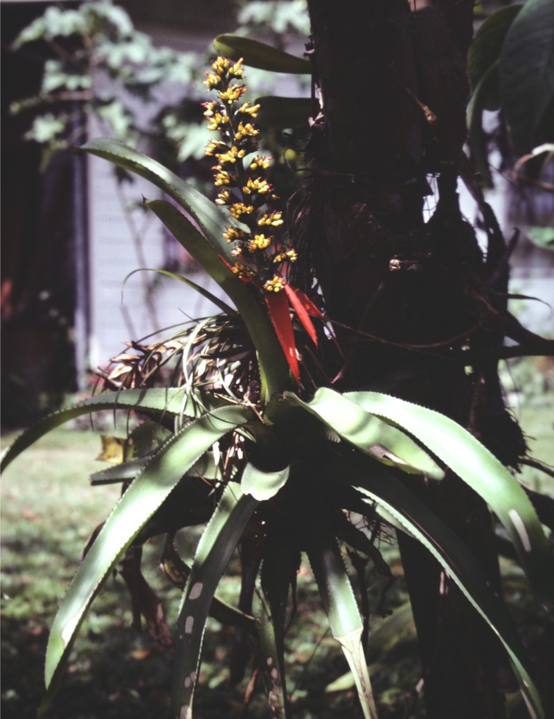 Aechmea mertensii