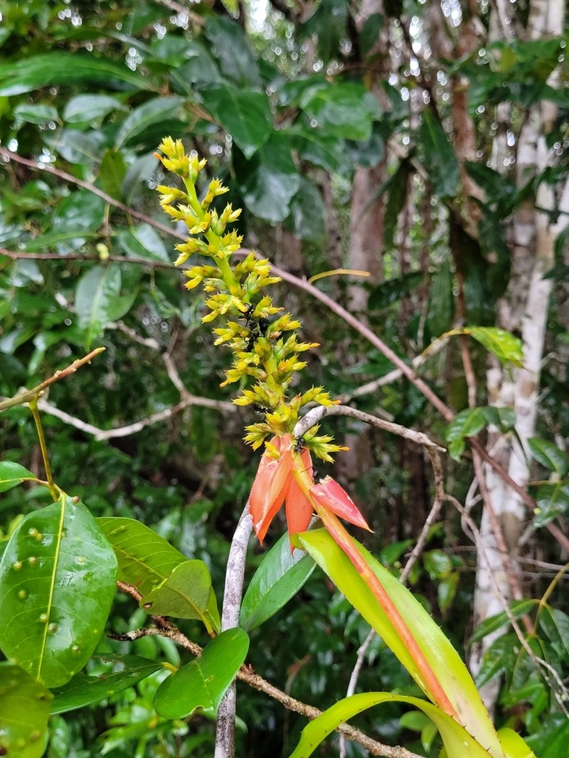 Aechmea mertensii photo 2