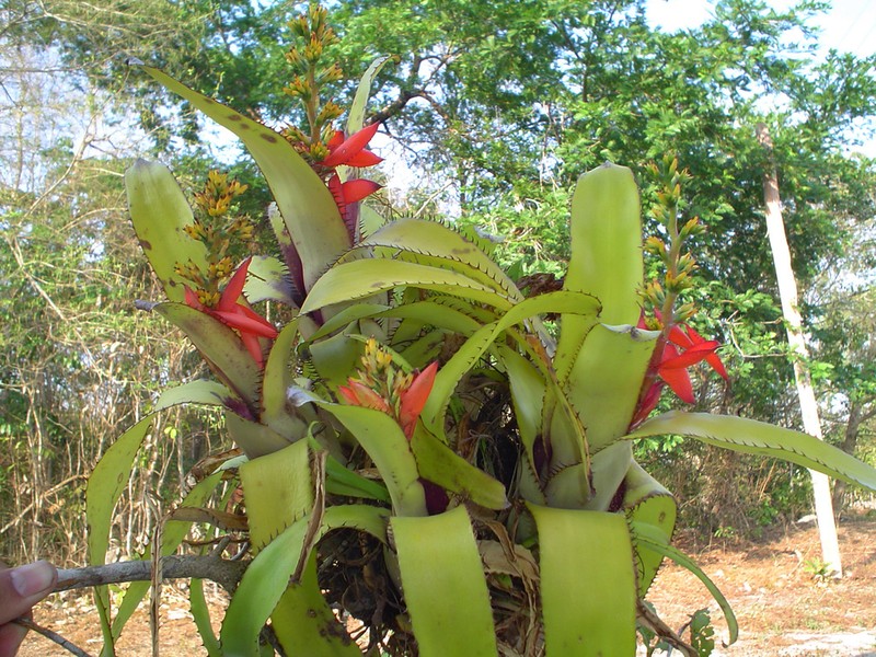 Aechmea mertensii photo 3