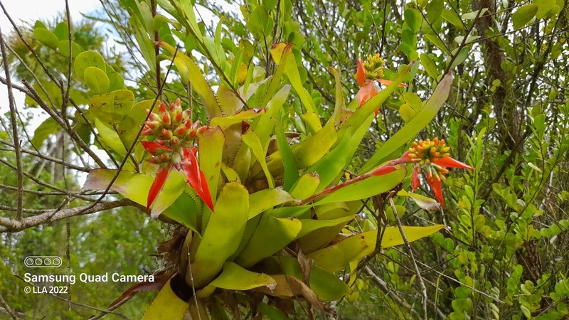 Aechmea mertensii photo 5