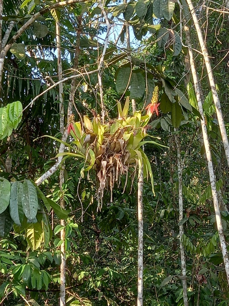 Aechmea mertensii photo 6