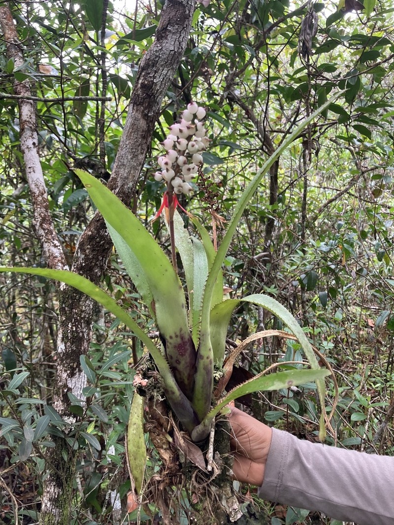 Aechmea mertensii photo 8