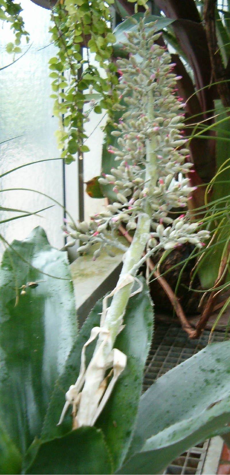 Aechmea mexicana