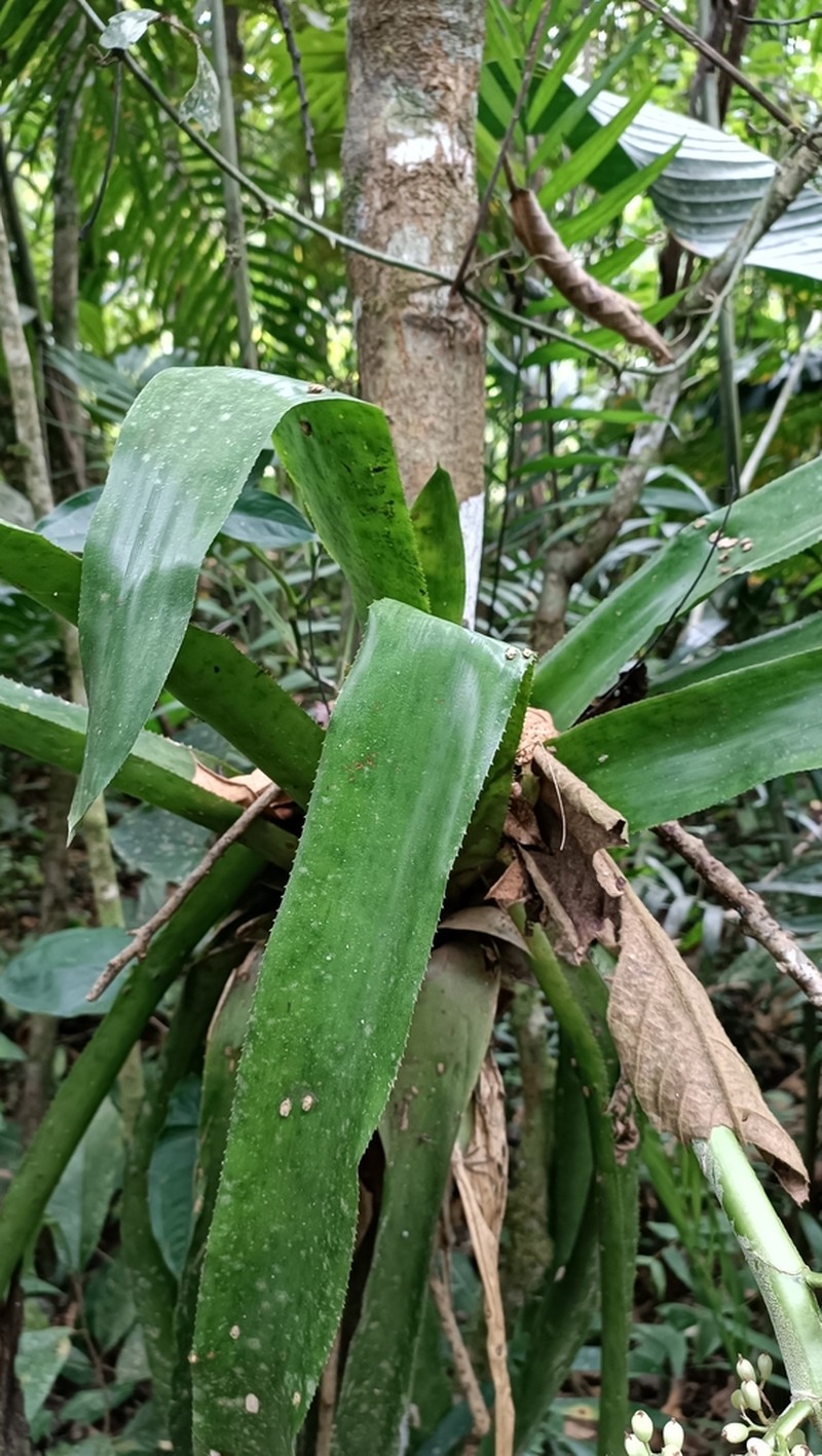 Aechmea mexicana photo 2