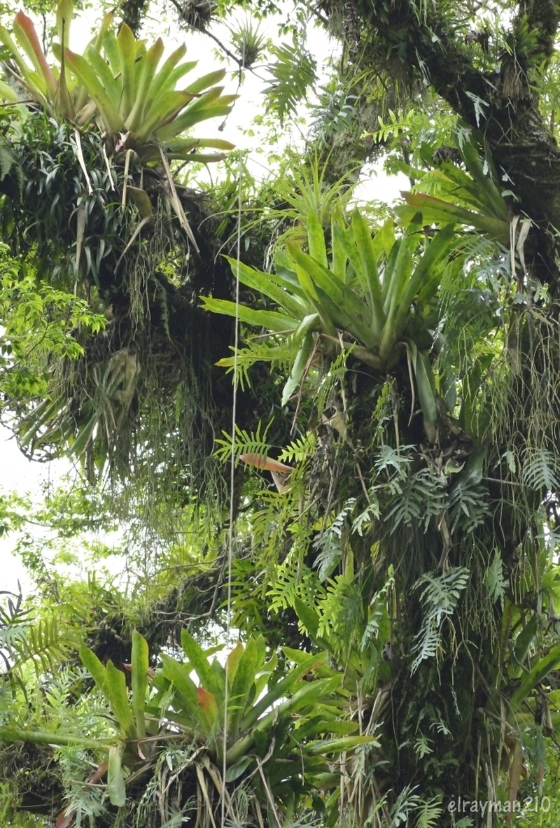 Aechmea mexicana photo 3