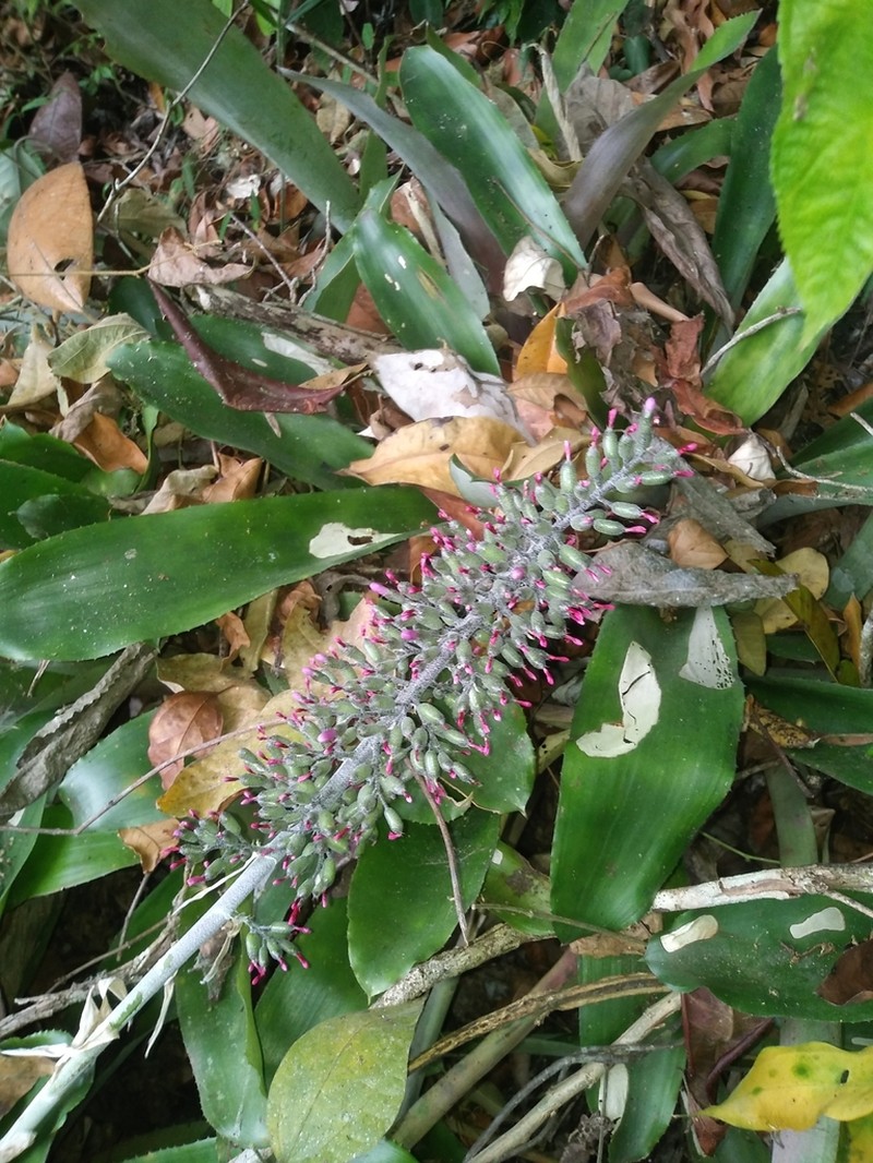 Aechmea mexicana photo 5
