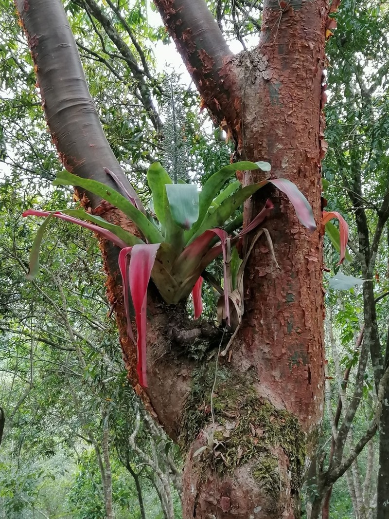 Aechmea mexicana photo 6
