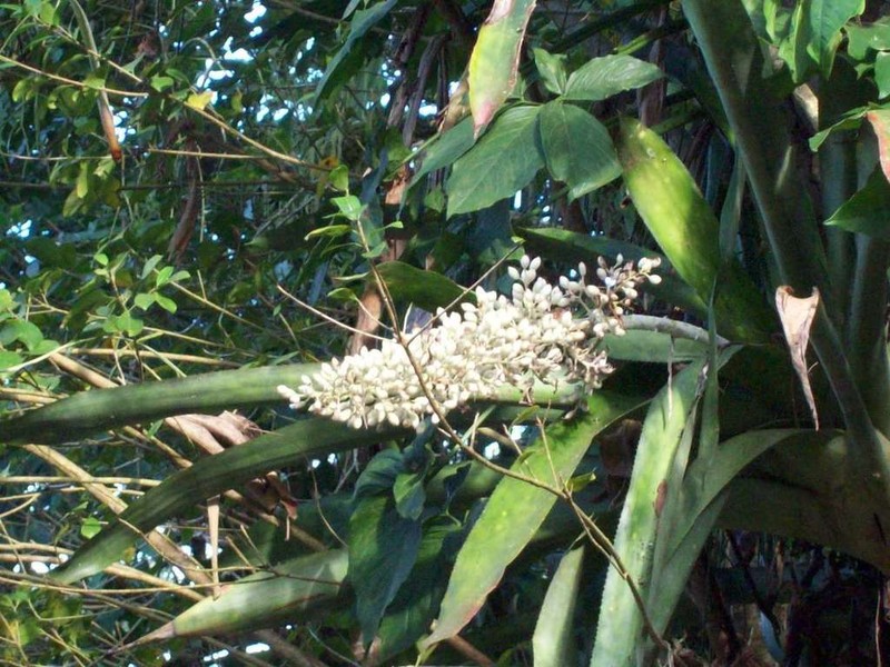 Aechmea mexicana photo 7