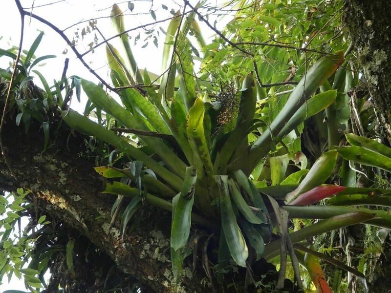 Aechmea mexicana photo 8