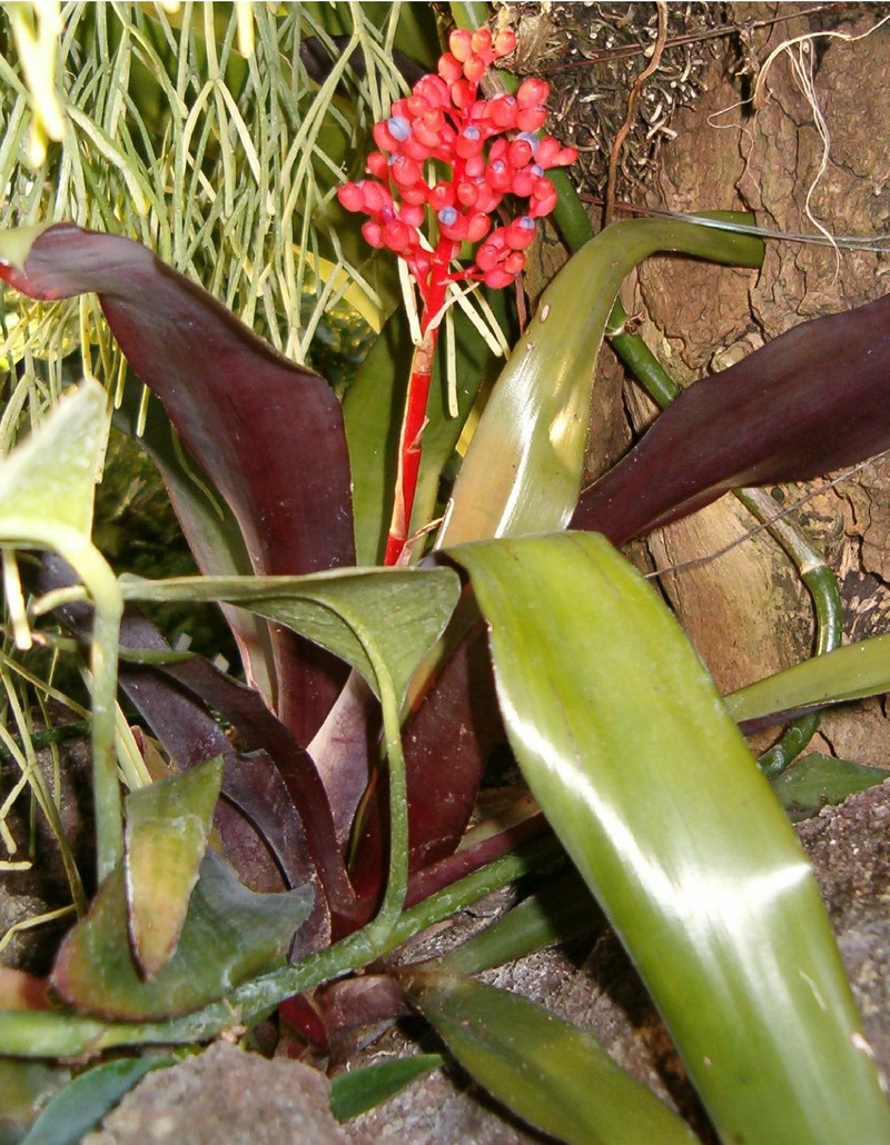 Aechmea miniata