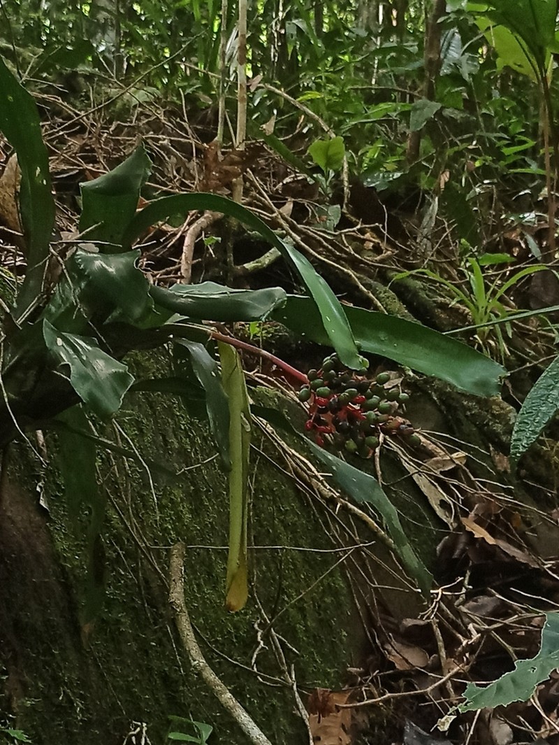 Aechmea miniata photo 2