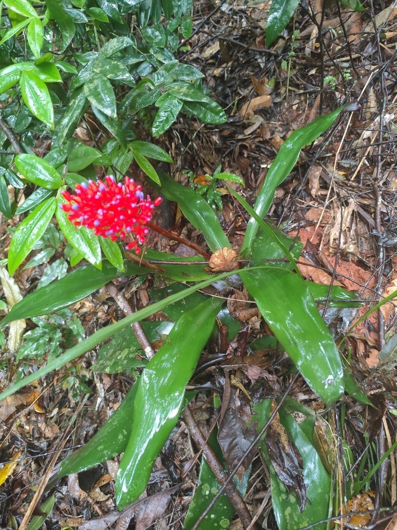 Aechmea miniata photo 3