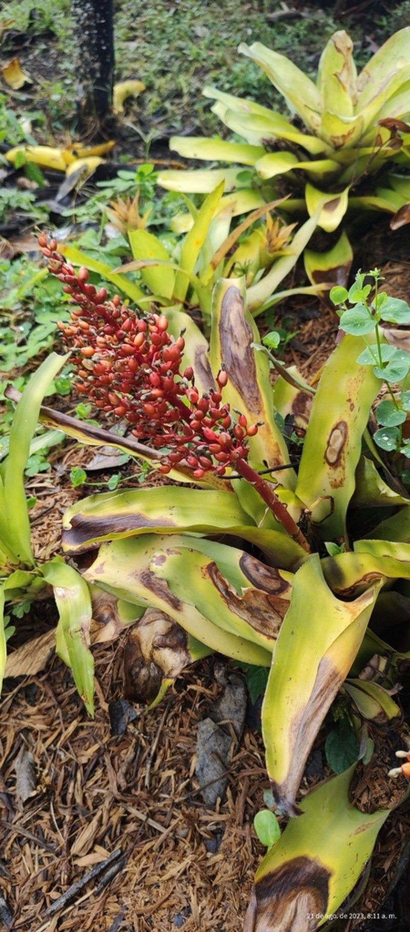 Aechmea miniata photo 4