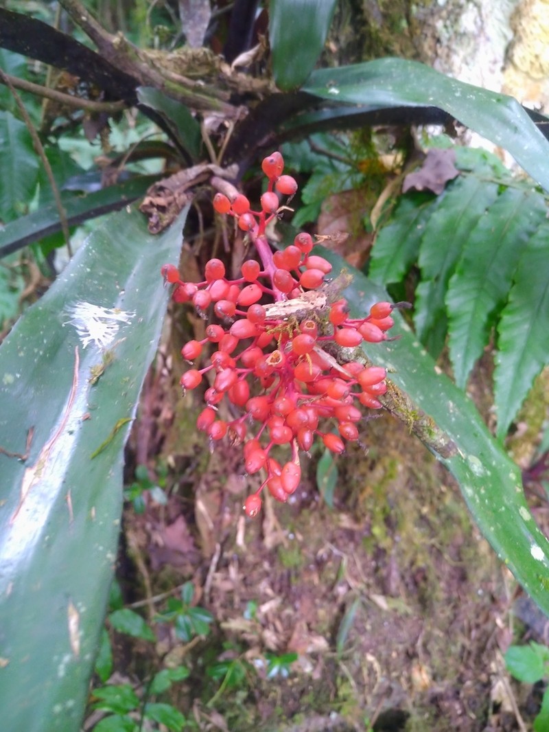 Aechmea miniata photo 5