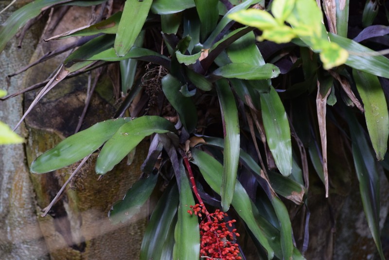 Aechmea miniata photo 6
