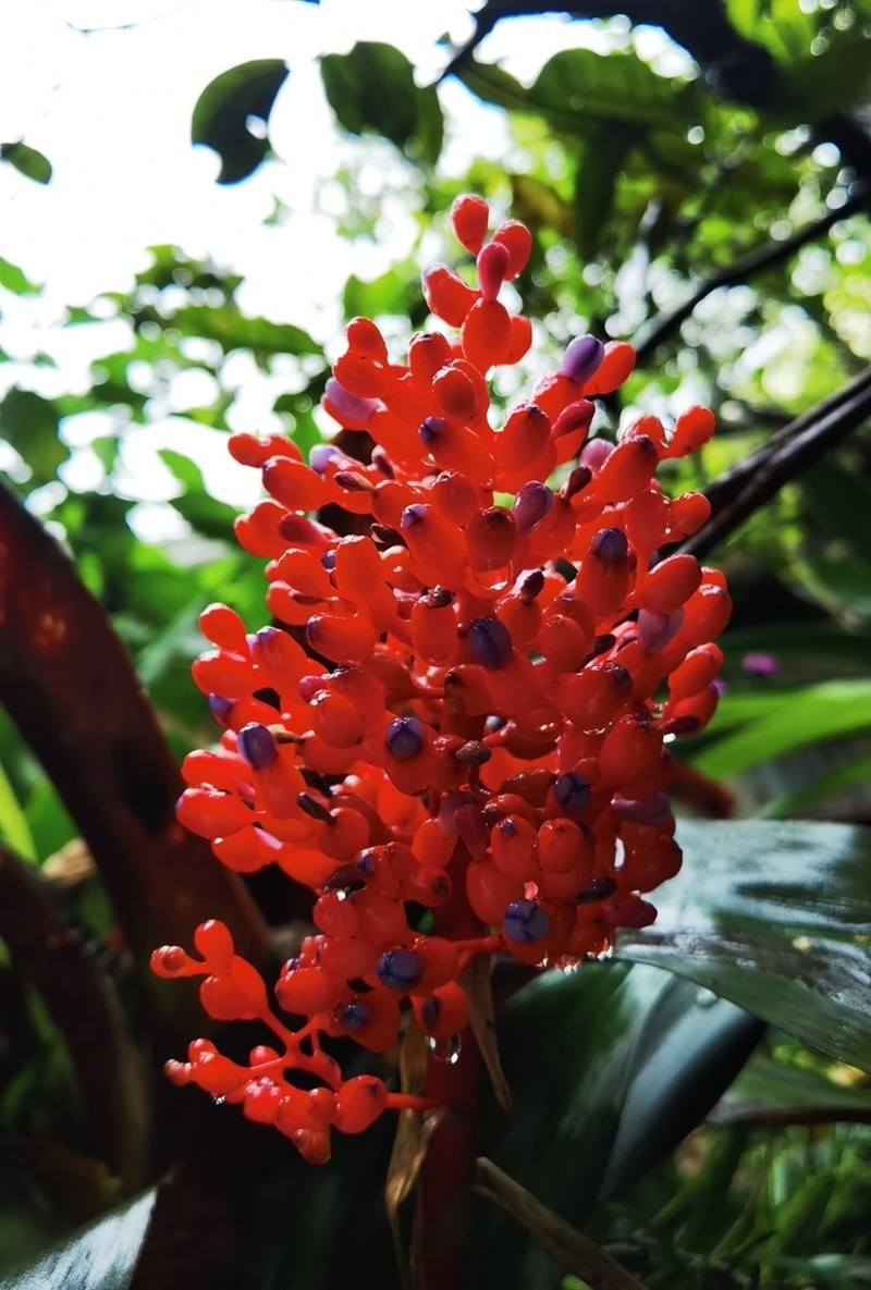 Aechmea miniata photo 8