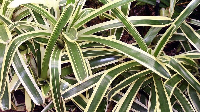 Aechmea mollis