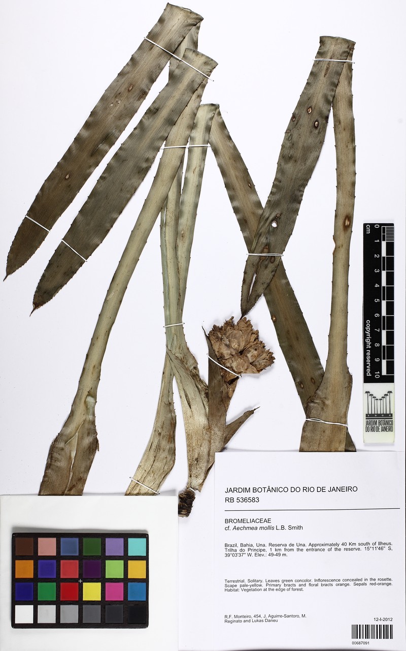 Aechmea mollis photo 4