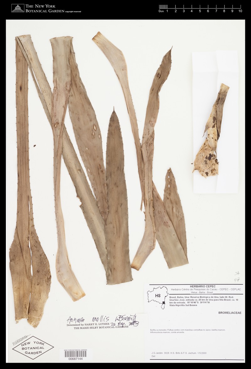 Aechmea mollis photo 5