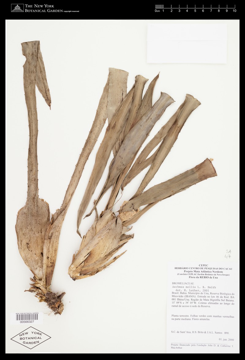 Aechmea mollis photo 6