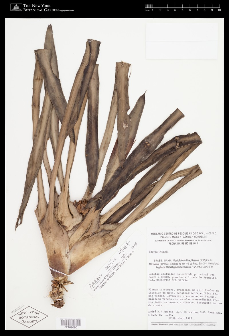 Aechmea mollis photo 8