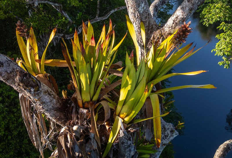Aechmea moonenii