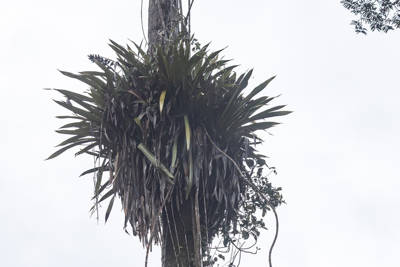 Aechmea moonenii photo 2