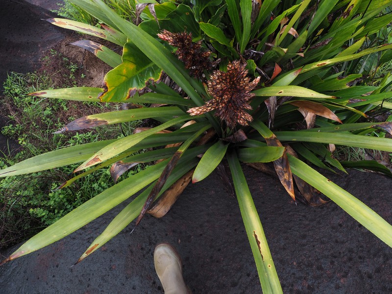 Aechmea moonenii photo 3