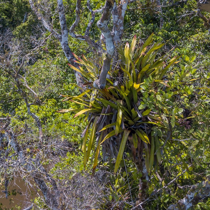 Aechmea moonenii photo 4