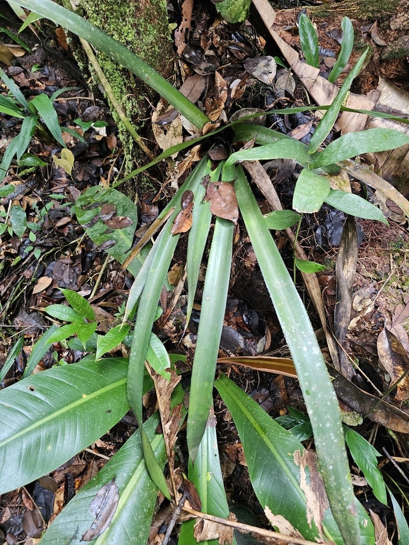 Aechmea moonenii photo 5