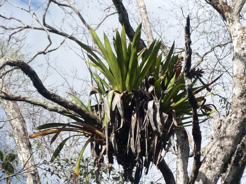 Aechmea moonenii photo 6