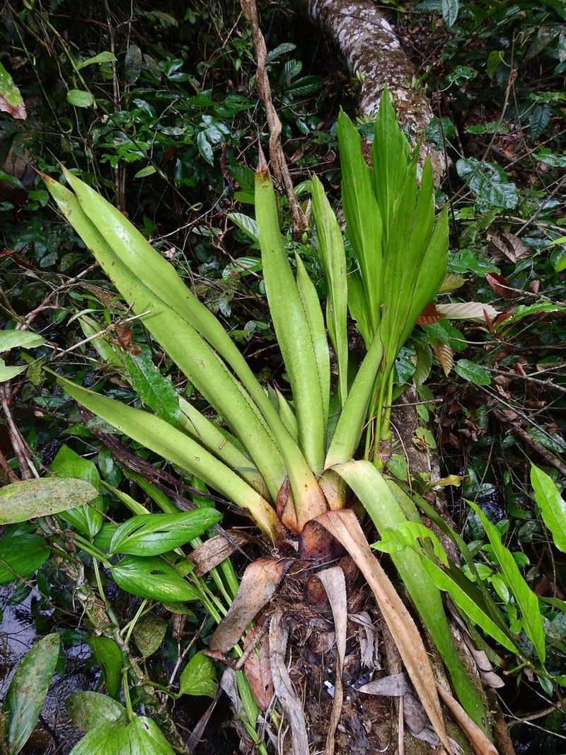Aechmea moonenii photo 7