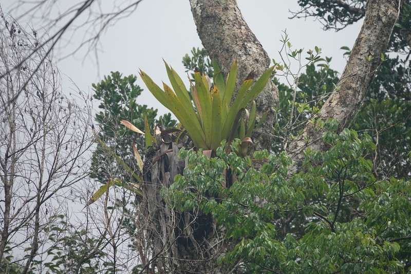 Aechmea moonenii photo 8