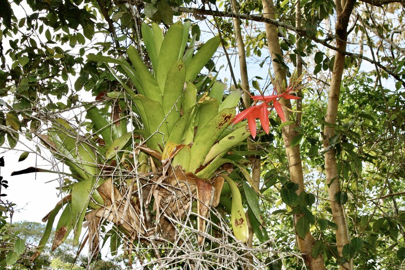 Aechmea moorei photo 2